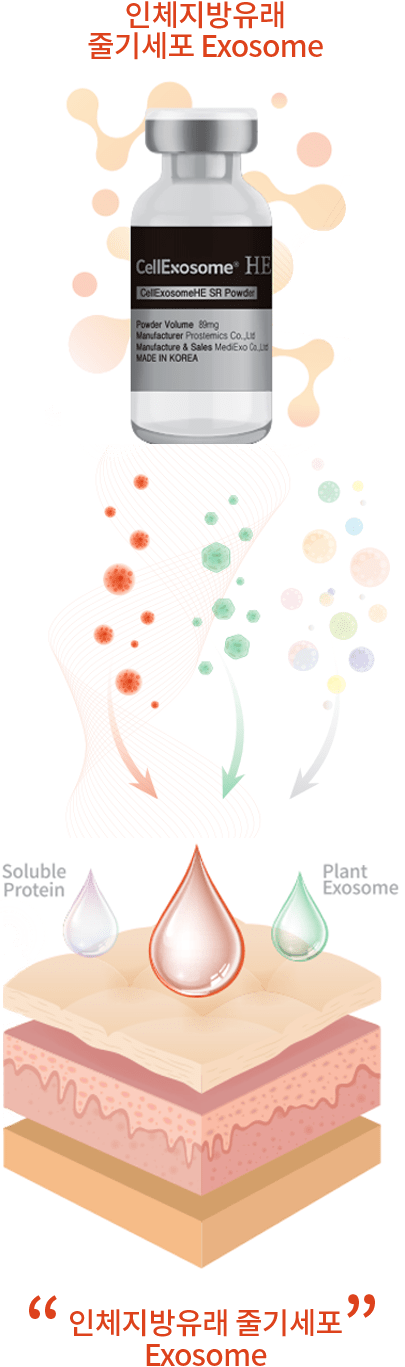 인체지방유래 줄기세포 exosome