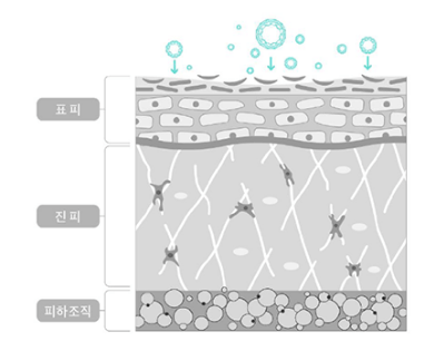 표피,진피,피하조직