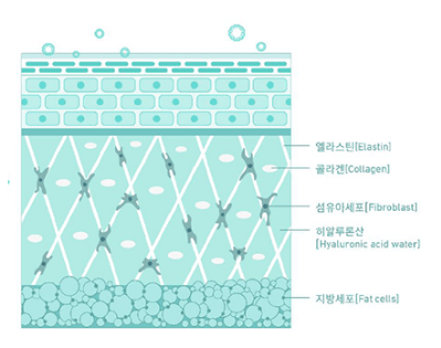 엘라스틴(elastin),콜라겐(collagen),섬유아세포(fibroblast),히알루론산(hyaluronic acid water),지방세포(fat cells)